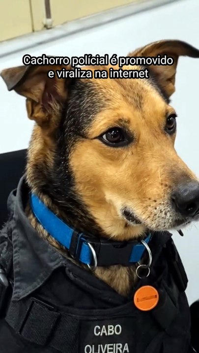 Cachorro é promovido 🙂