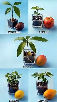 Frutas que puedes cultivar a partir de semillas en casa. #frutas #cultivo #agricultura