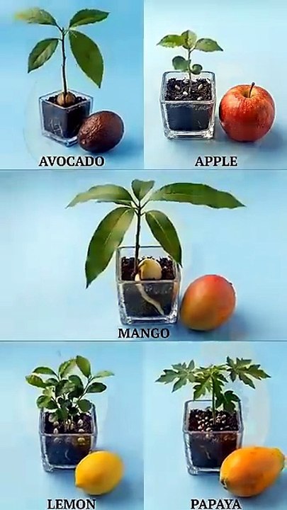 Frutas que puedes cultivar a partir de semillas en casa. #frutas #cultivo #agricultura