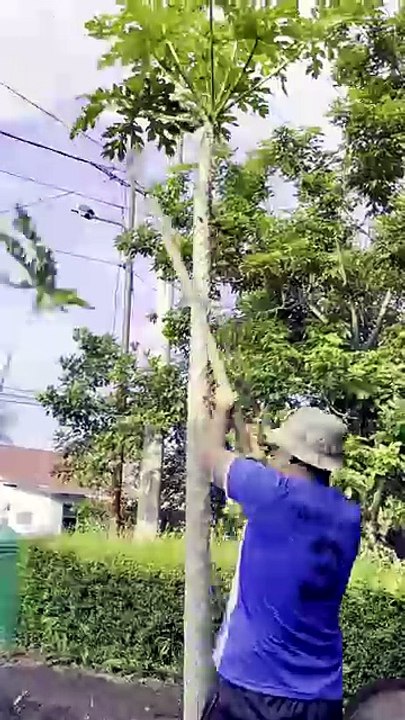 Kalau mau mudah harus lebih mahal kalau mau murah harus lebih ribet #pakanterbaik #duck