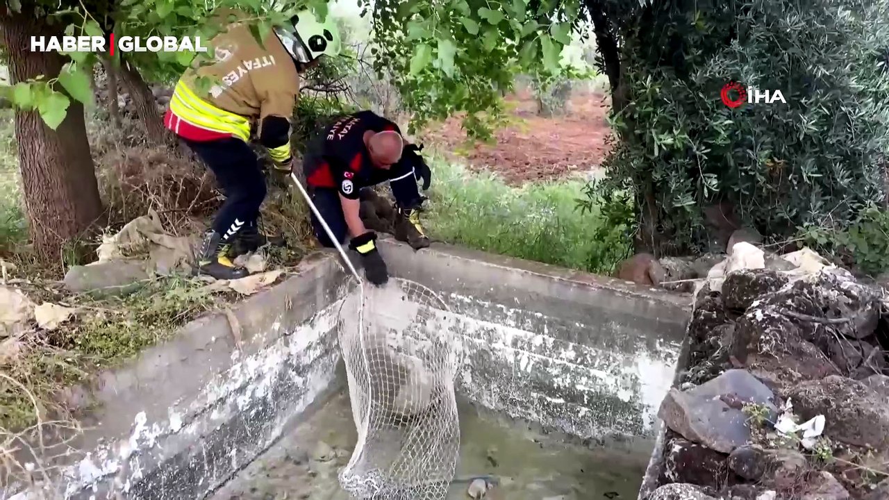 Dünyanın en korkusuz hayvanı bal porsuğu çamura saplandı