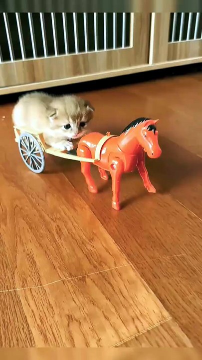 funny #funny #cat #shortsfeed  cute cat #cat lovers