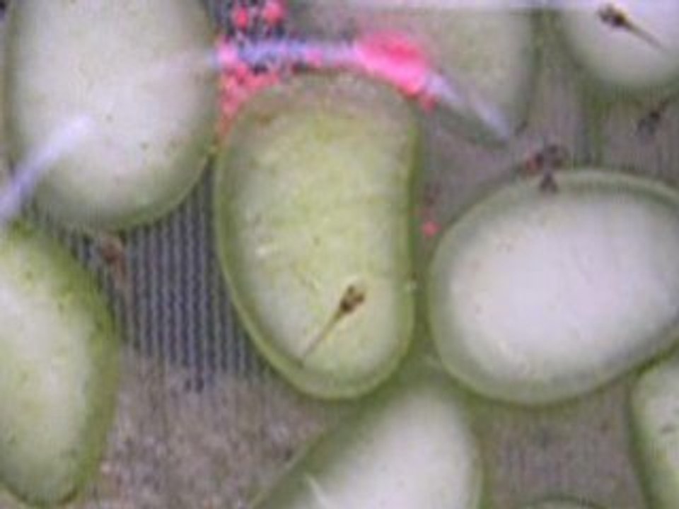 alevins de corydoras