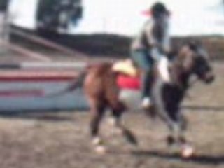 CONCOURS PONEY
