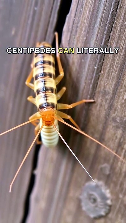 Female Centipedes Hide This Superpower