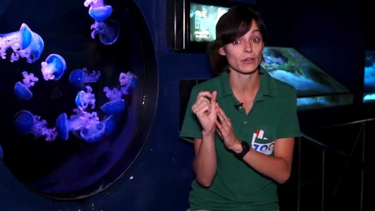 Medusas píldora