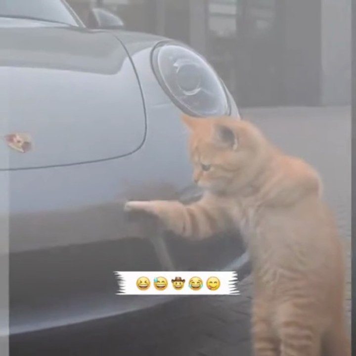 Funny Cat Dancing With Car Alarm🤣🤣 #foryou #fyp #foryoupage #viral #trending #funny #cat