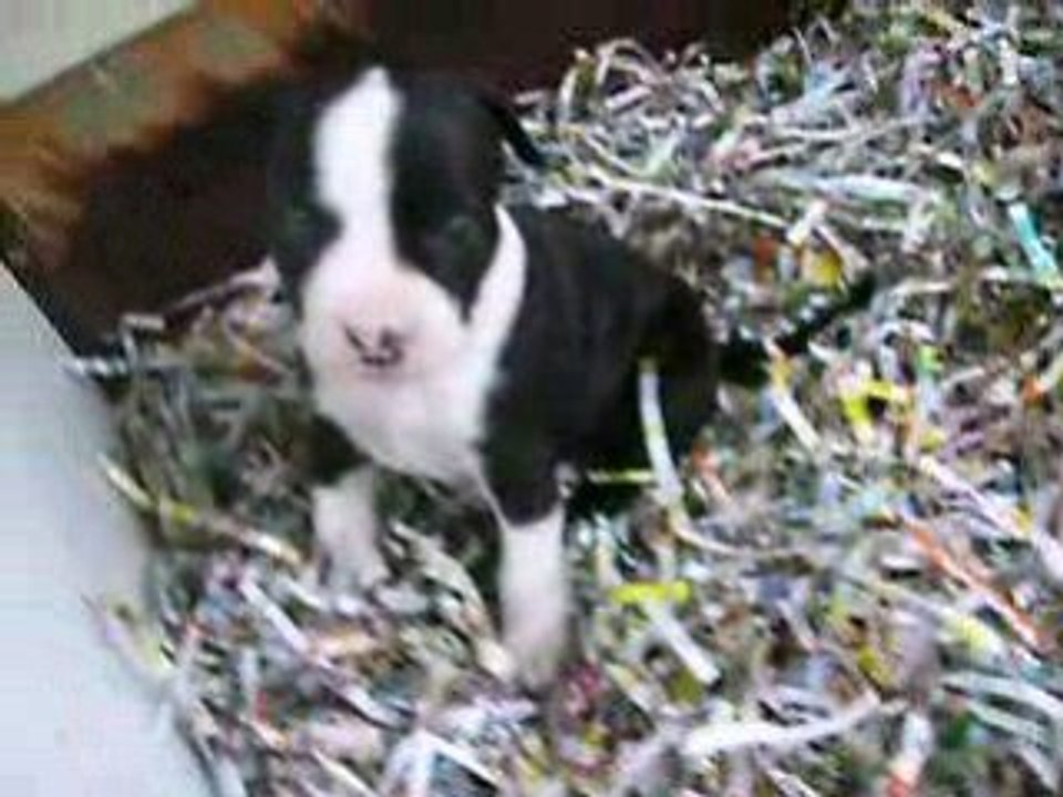 NOUVELLE VIDEO DU CHIOT A 5 SEMAINES