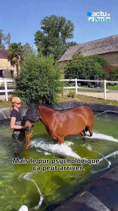 Dans le Perche, des cures thermales pour les chevaux handicapés