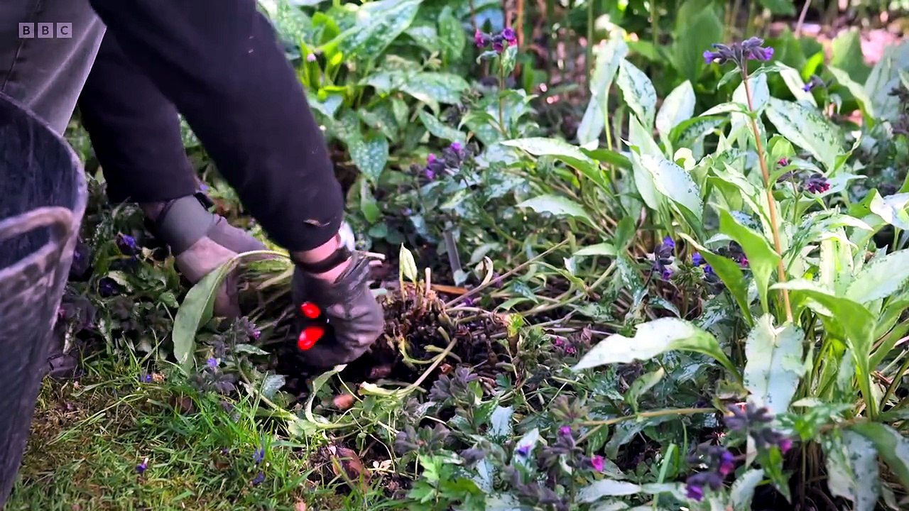 Beechgrove Garden S48E11