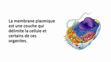 Biologie cellulaire - la membrane plasmique