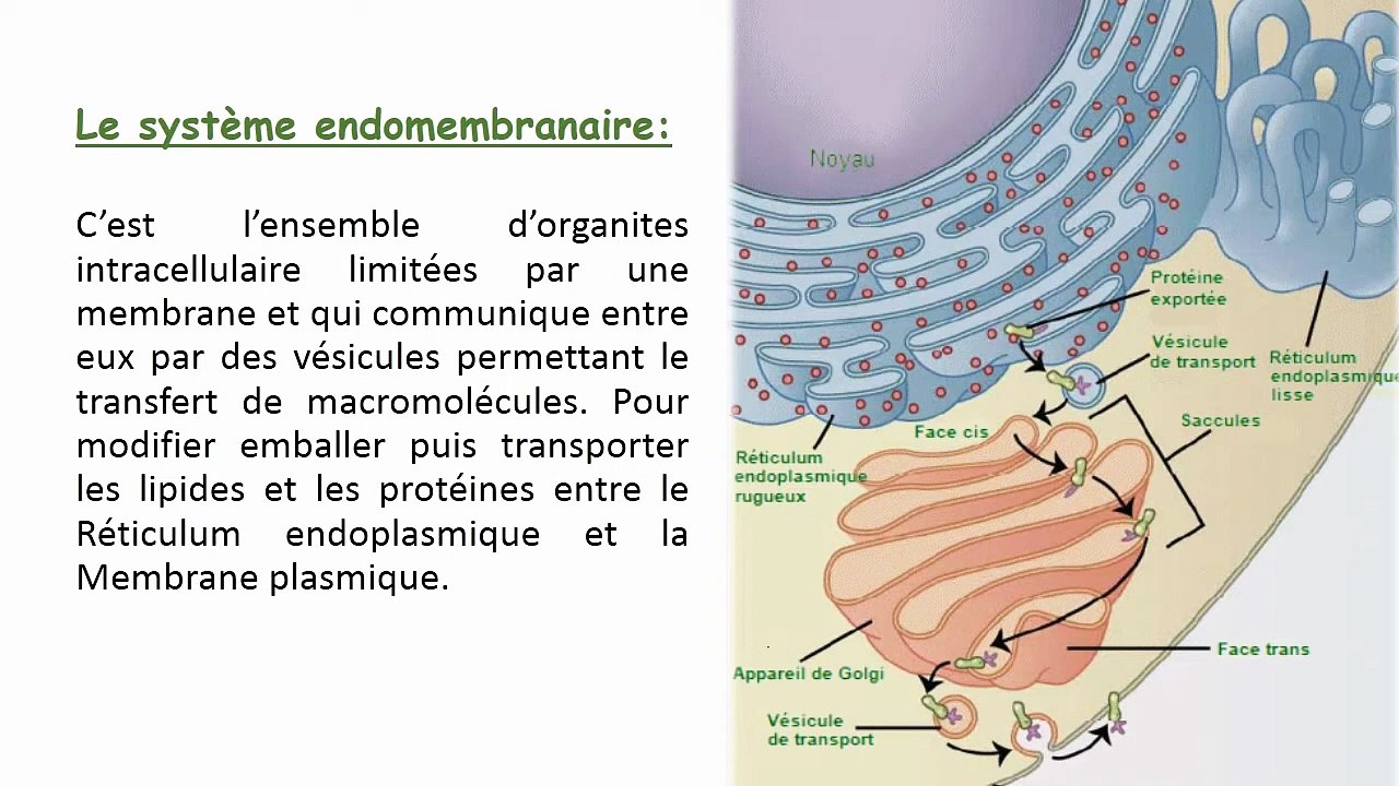 Biologie Cellulaire - le système endomembranaire