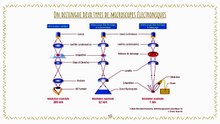 La Stratigraphie 