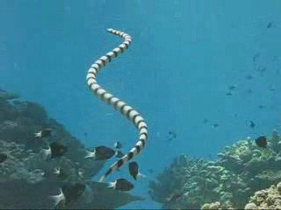 Compilation plongee Nouvelle Caledonie - Lifou