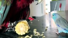#funny_pets_animals_funny