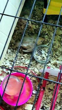 Francisco (top) and Scootaltoo (bottom) have entered the chat. | #SparklegleamFarm #Francisco #Scootaltoo #farm #chickens #farmanimals #soft #cute