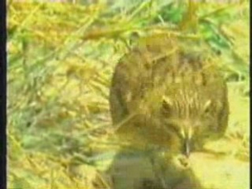 Amour & coopération parmi les créatures #2