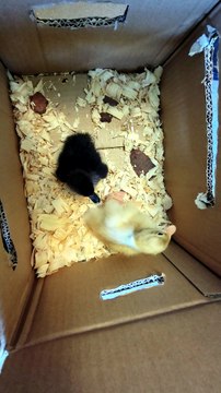 Mary Tyler Molt (black) and Dick Van Duck (yellow) resist making themselves known. | #SparklegleamFarm #MaryTylerMolt #DickVanDuck #DVD #MTM #farm #duck #farmanimals #soft #cute