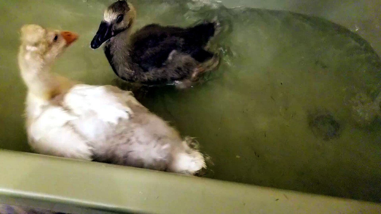 Baby Tooey instigating bath time chaos. | #SparklegleamFarm #Lemongrab #Tooey #farm #geese #farmanimals #UNACCEPTABLE #cute