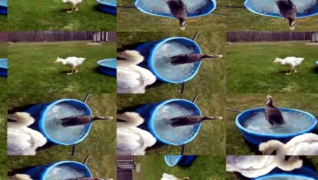 Lemongrab goes searching for the swimming pool. | #SparklegleamFarm #Tooey #Lemongrab #homestead #goose #farmanimals #UNACCEPTABLE #cute