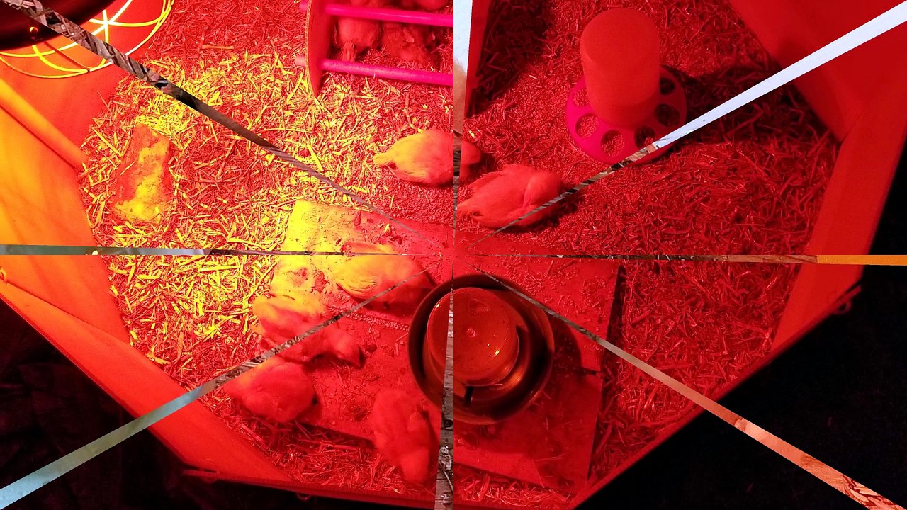 Some sleepy time scenes from our brooder. | #SparklegleamFarm #Chickens #Chicken #farm #farmanimals #cute