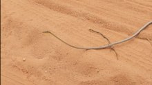 Rare snake resembles a stick lying in the mud