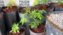 Homem é preso por cultivar maconha em imóvel usado só para plantio em Londrina