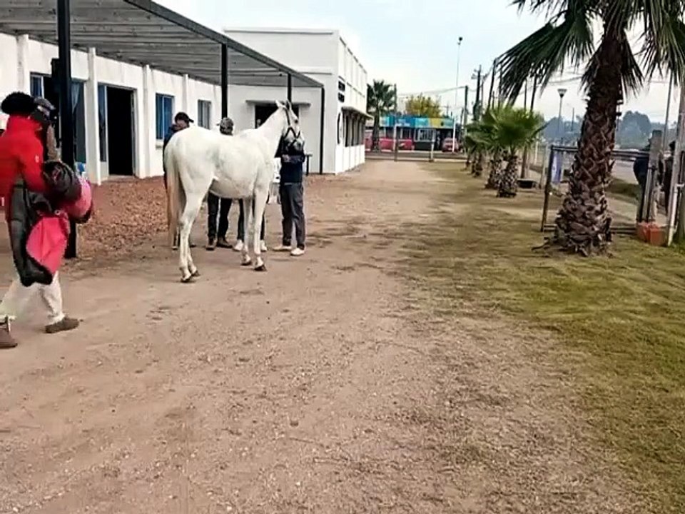 Marcación de caballos - 24 edición del raid "Hermes Baptista" sobre 60 km - Cerro Largo 16/05/2026