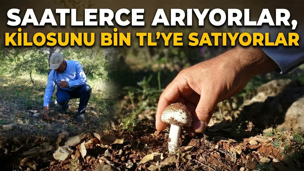 Meşe Mantarı Vatandaşa Ek Gelir Kapısı Oldu