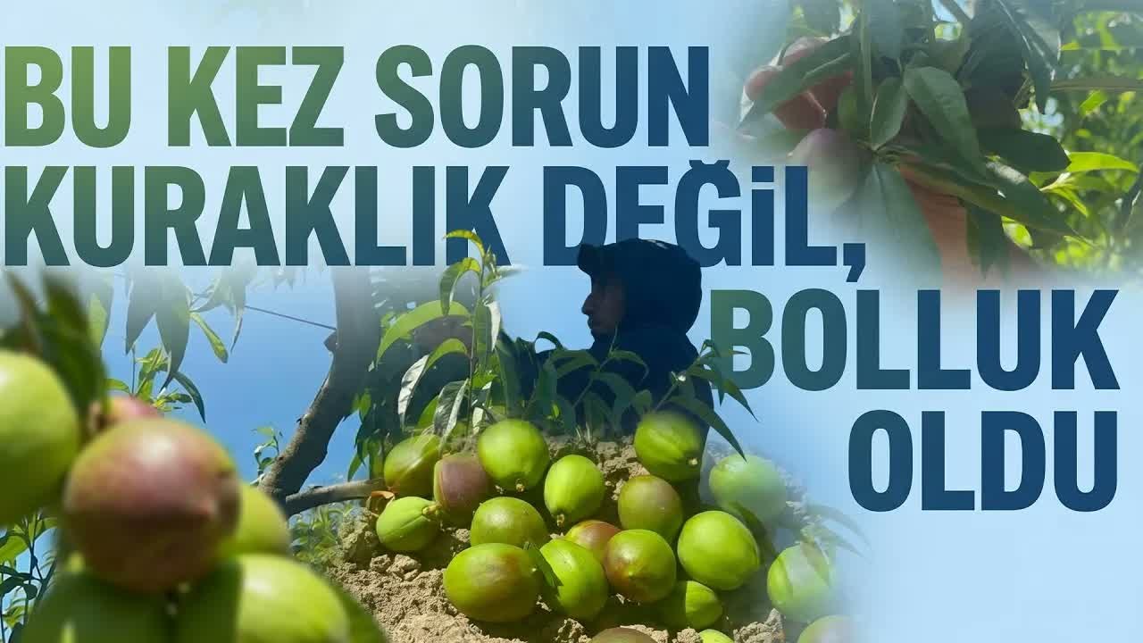 Ağaçlar Meyveyi Taşıyamadı ;Tekleme Mesaisi Uzadı