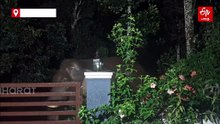 வீட்டின் கேட்டை அசால்டாக தகர்த்த காட்டு யானை - வீடியோ வைரல்