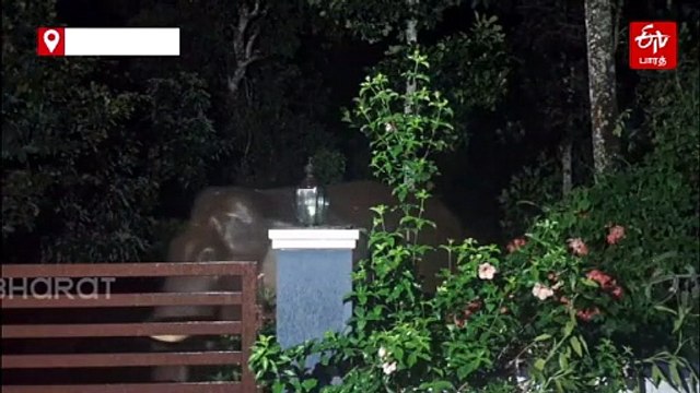 வீட்டின் கேட்டை அசால்டாக தகர்த்த காட்டு யானை - வீடியோ வைரல்