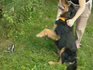 Tyson, un chien super affectueux !