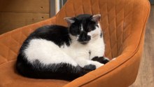 Putting the 'cat' in CATCH Harehills: 13-year-old animal lover helping stray cats in Leeds