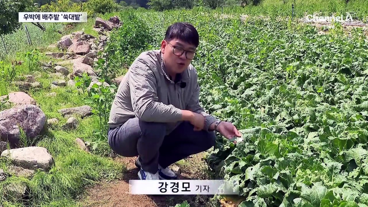 난데없는 우박 폭탄…농작물에 동전만 한 구멍