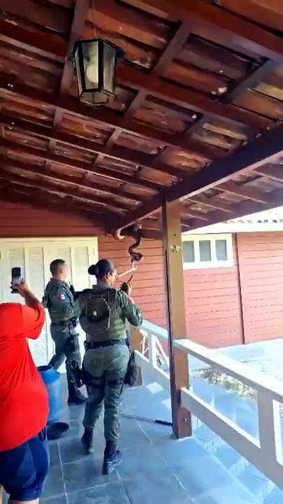 Cobra é capturada após aparecer em telhado de casa na Santa Amélia
