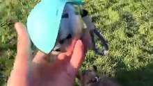Dog Travel Water Bottle Bowl | Wearable Outdoor Pet Water Dispenser