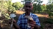 Kilosu 1000 TL! Ormandaki gizli hazine köylüye gelir kapısı oldu
