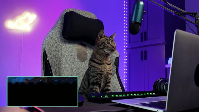 Nero, chat noir : le nouveau film d'animation Disney Pixar a déjà trouvé son public