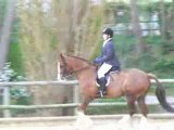 concours dressage