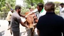 Cow qurbani | cow meat #cowmeat