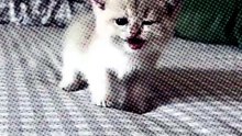 Tiny Kitten, Big Cuteness 🐱💖