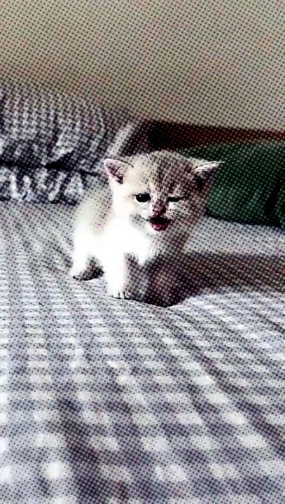 Tiny Kitten, Big Cuteness 🐱💖