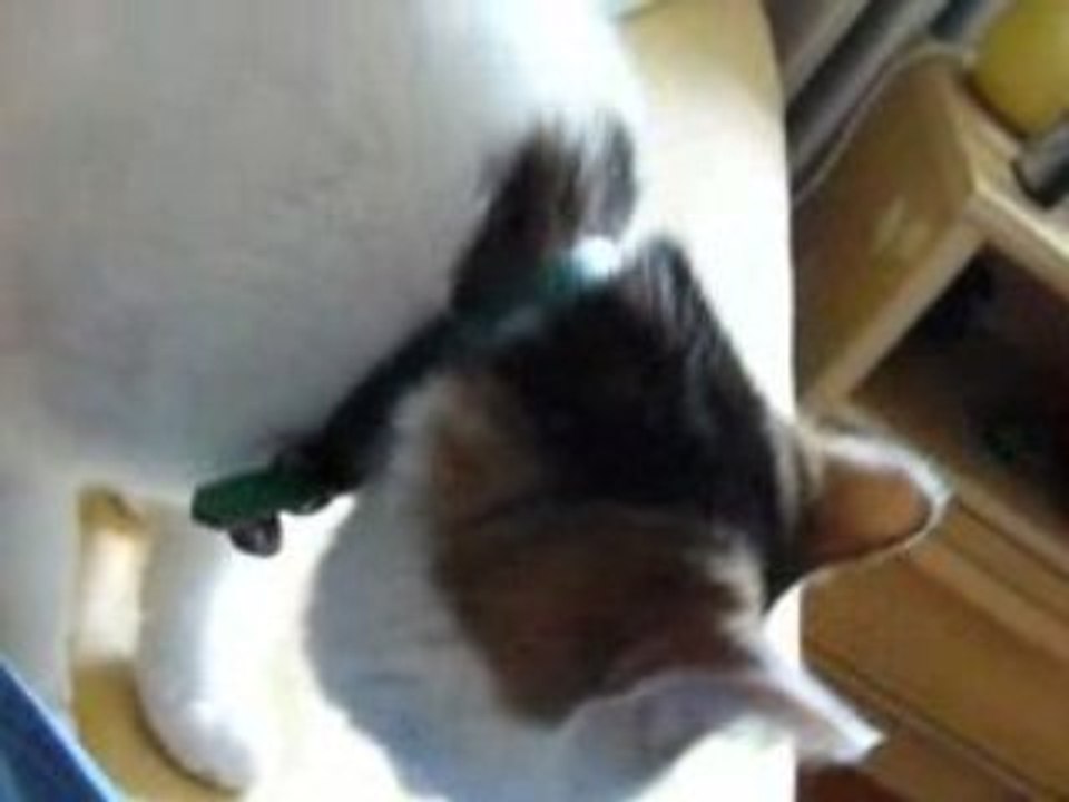 Le chat à Sephi