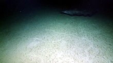 Primera filmación en su hábitat natural de raros tiburones duende. Ocean Exploration Trust, Nautilus Live.