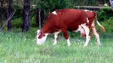 Sierra de Amula y Costa Sur acumulan 139 casos de gusano barrenador; 21 permanecen activos