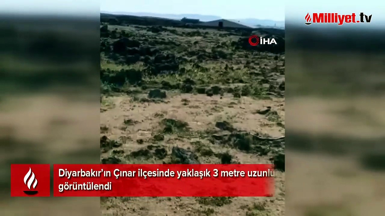 Diyarbakır’da yaklaşık 3 metre uzunluğunda yılan görüntülendi