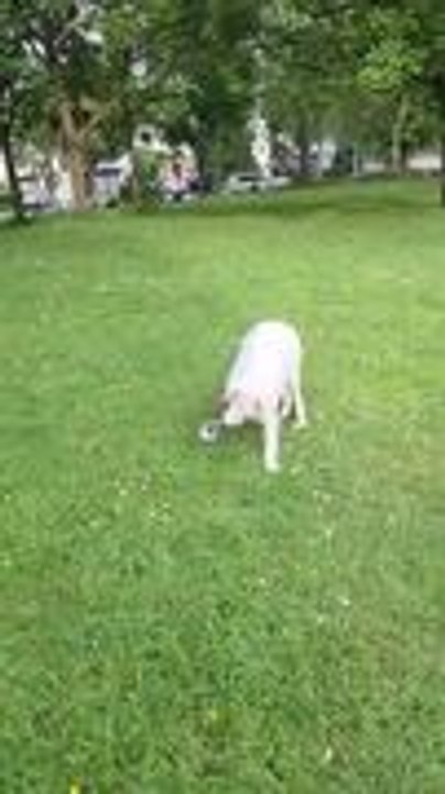 Dog Energetically Runs Around With Her Favorite...