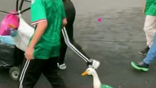 Un pato vestido con la camiseta de México llamó la atención de aficionados y usuarios en redes durante el encuentro entre México y Sudáfrica 🦆⚽.