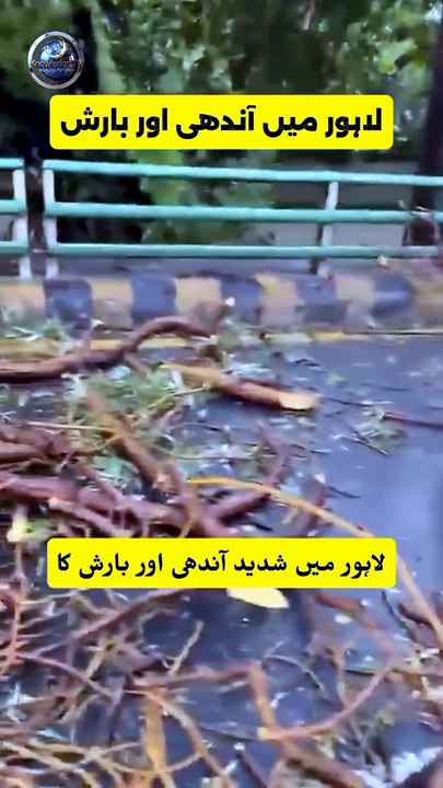 Lahore Storm Disaster: Massive Tree Flattens Suzuki Alto - Is Pakistan Auto Quality to Blame?
